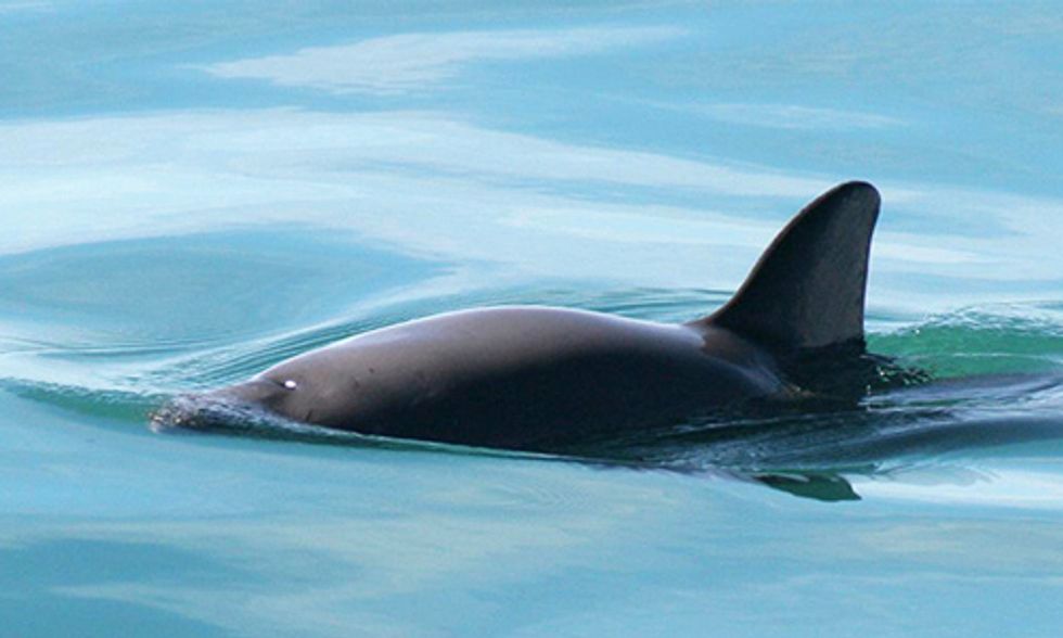 Only 60 Vaquita Left as World's Smallest Porpoise Slides Toward Extinction