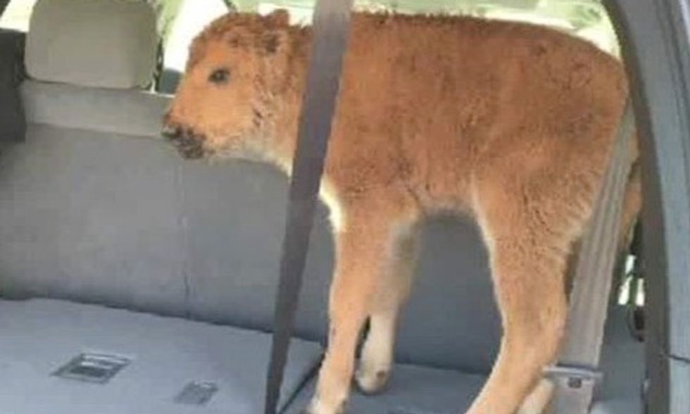 Baby Bison Dies After Tourists Put It in Their Car Because It Looked Cold
