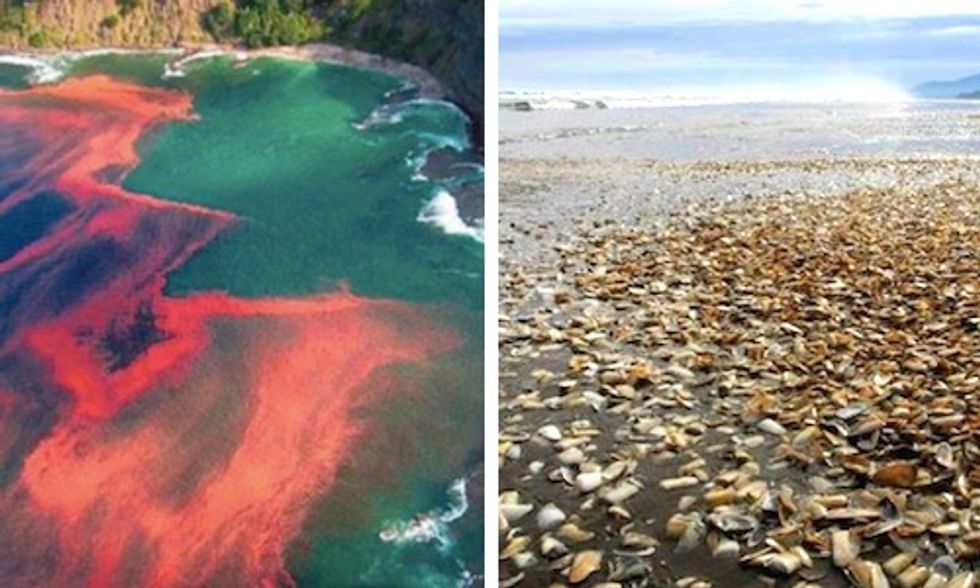 Chile's 'Worst Ever' Red Tide Kills 20 Million Fish, Prompts Investigation of Salmon Farms