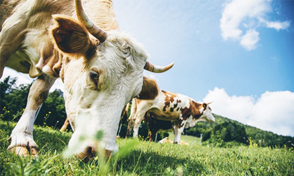 How Changing Livestock Feed Can Mitigate Climate Change