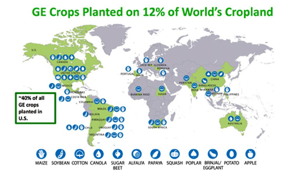 Academies of Science Finds GMOs 'Safe,' But 'More Research Needed'