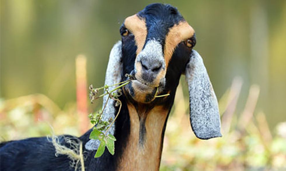 Meet New York's Newest Groundskeeping Crew