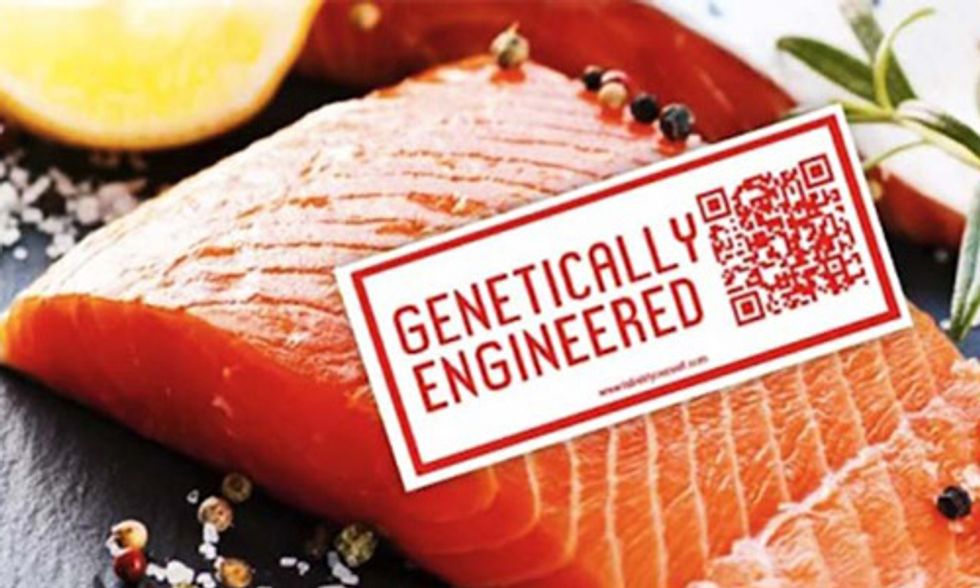 Canada Approves GMO Salmon