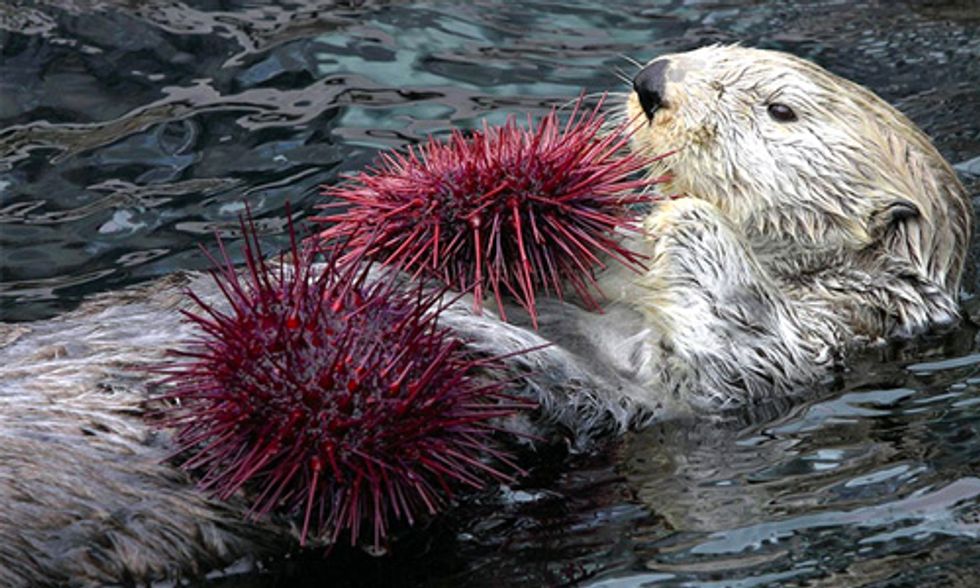 10 Extraordinary Places Saved by the Endangered Species Act