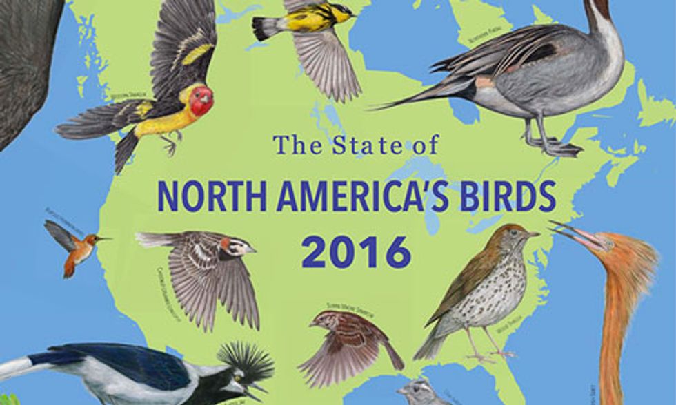 37% of North American Birds Face Extinction