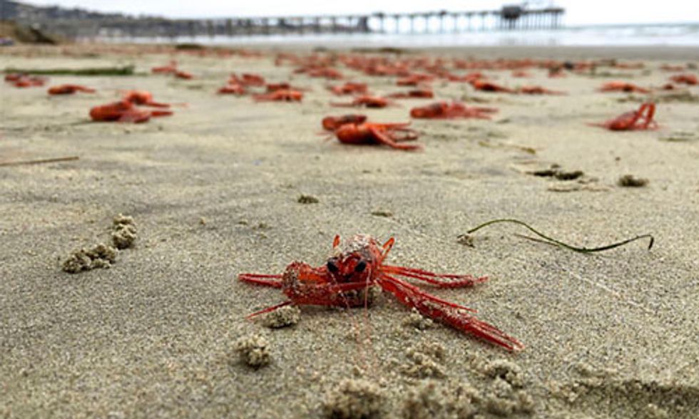 Thousands of Tiny Red Crabs Wash Up on California Coastlines