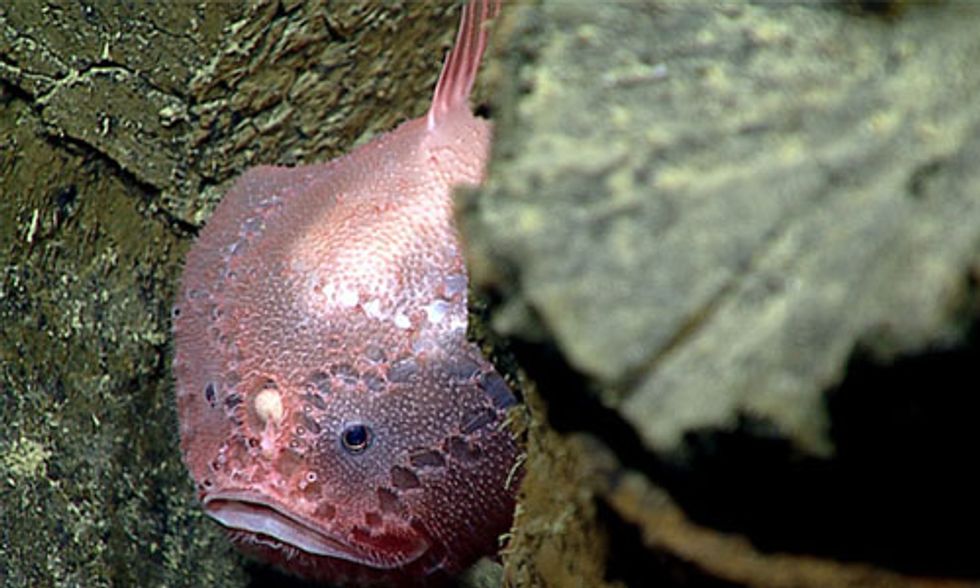 Explore the Deep Sea With NOAA