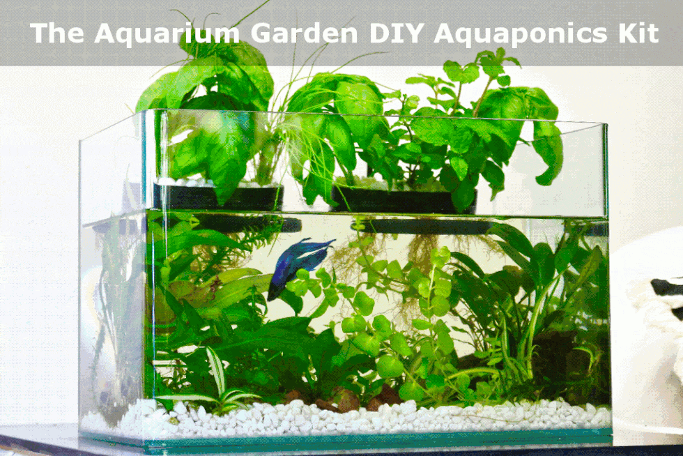 Grow Your Own Food Right In Kitchen With This Diy Aquaponics Grow Your Own Food Right In Kitchen With This Diy Aquaponics Kit