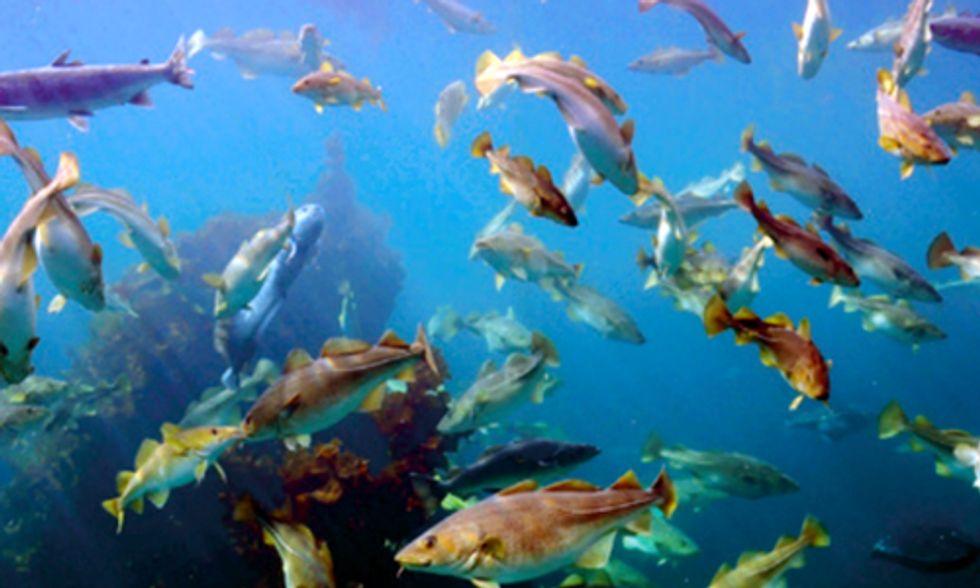 Ground-Breaking Agreement Marks First Voluntarily Limits to Industrial Fishing in Arctic