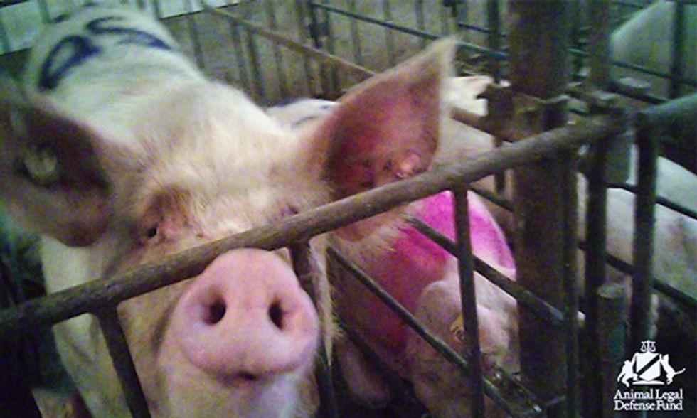 Undercover Investigation Exposes Shocking Neglect at Third Largest Pig Farm in U.S.