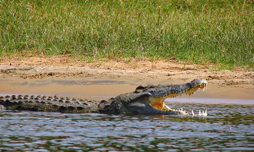 Three 'Man-Eating' Crocodiles Found in Florida Everglades