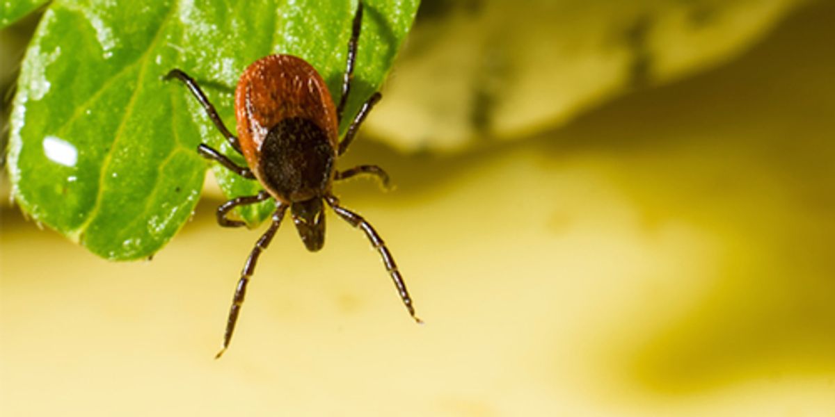 7 Common Myths About Ticks Ecowatch