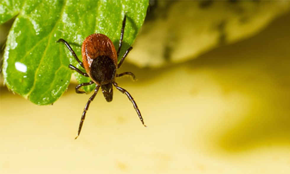 7 Common Myths About Ticks
