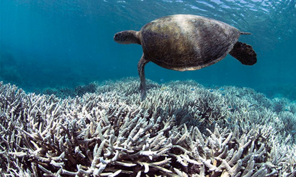 10 Popular Dive Sites Closed in Thailand Due to Coral Bleaching Crisis