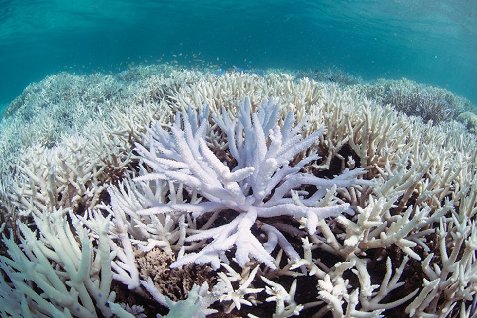 10 Popular Dive Sites Closed in Thailand Due to Coral Bleaching Crisis ...