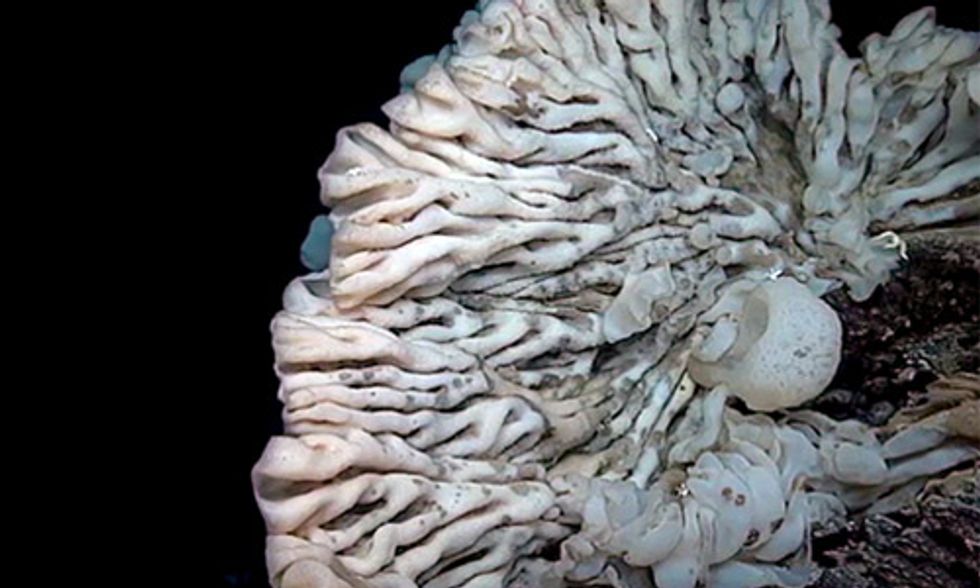 NOAA: World's Largest Sponge Is as Big as a Minivan