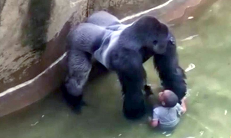 Rare Gorilla Shot Dead After 4-Year-Old Boy Slips Into Animal's Enclosure at Cincinnati Zoo