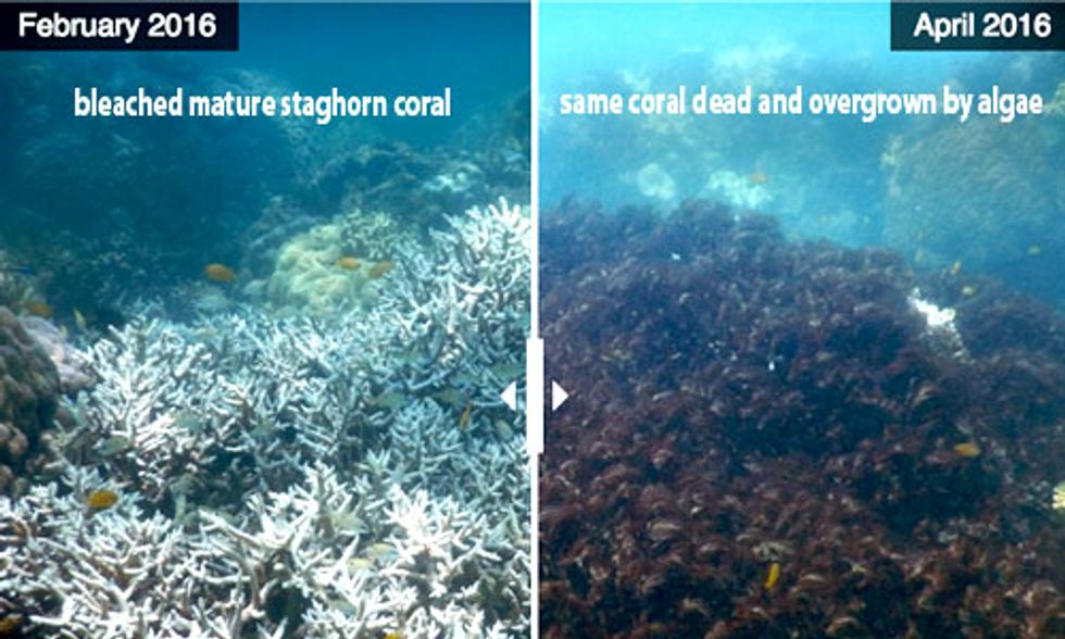 35% of Northern and Central Great Barrier Reef Is Dead or Dying