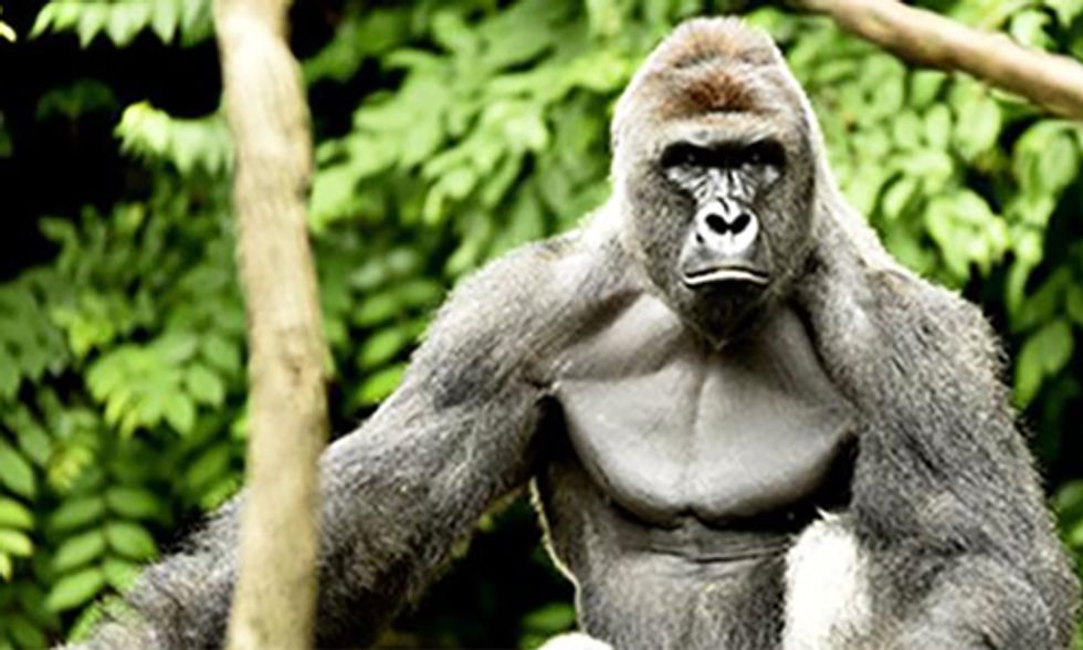 Leading Primatologist Weighs in on Controversy Surrounding Shooting and Killing of Harambe
