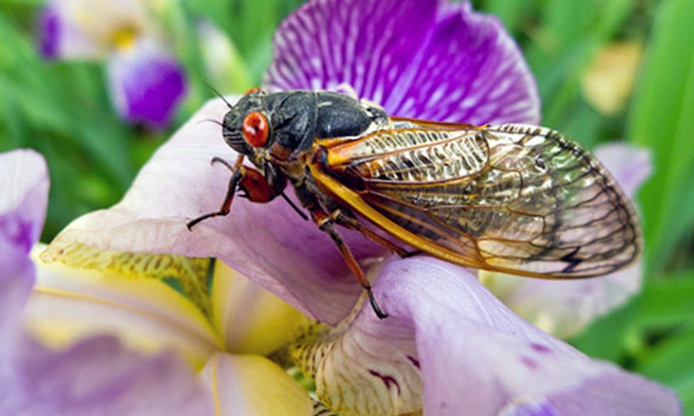 They're Back: 17-Year Cicadas to Blanket Northeastern U.S.