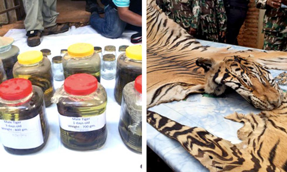 40 Dead Tiger Cubs Found in Freezer at Thai Buddhist Temple