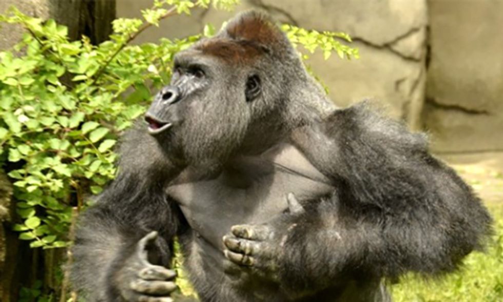 Who's to Blame for Harambe's Death?