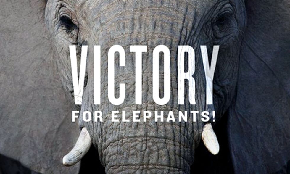 Huge News for Elephants: U.S. Bans Ivory Trade