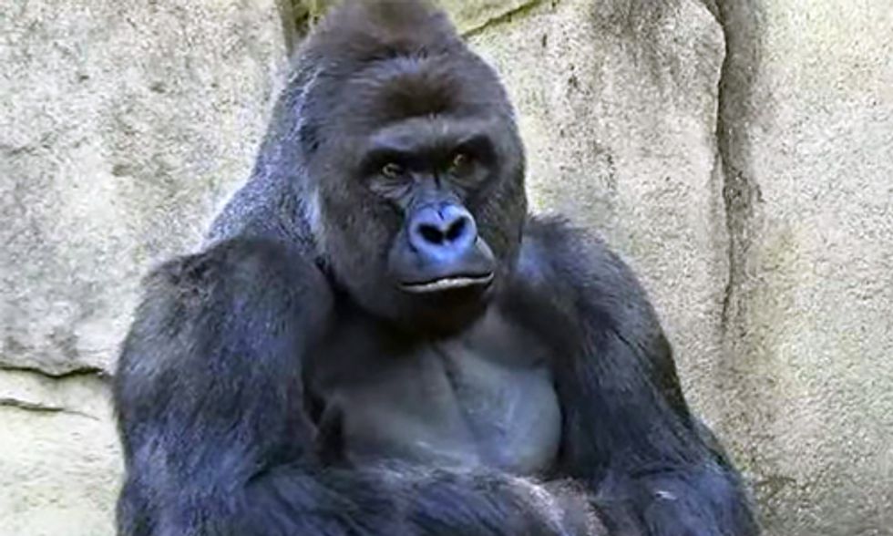 5 Times Animals Have Been Killed in Zoos Due to Human Encounters