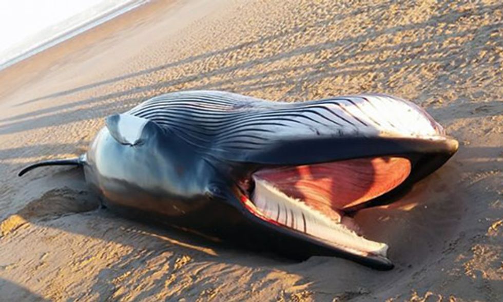 Dead Whale Washes Up on Scotland Beach After Being Tangled in Fishing Net