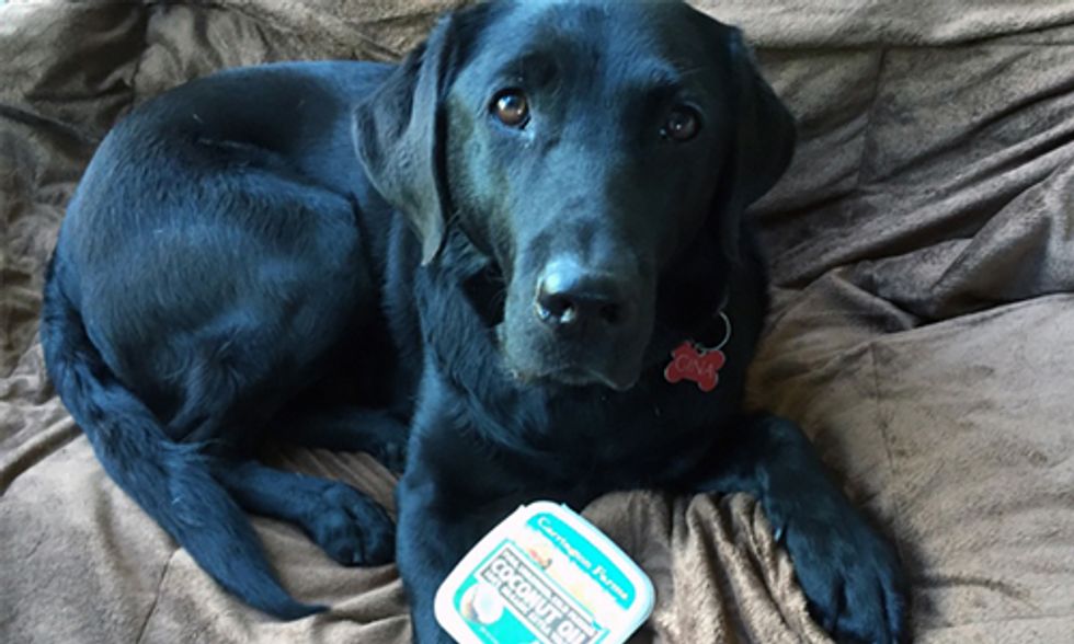8 Ways Coconut Oil Is Healthy for Your Pet