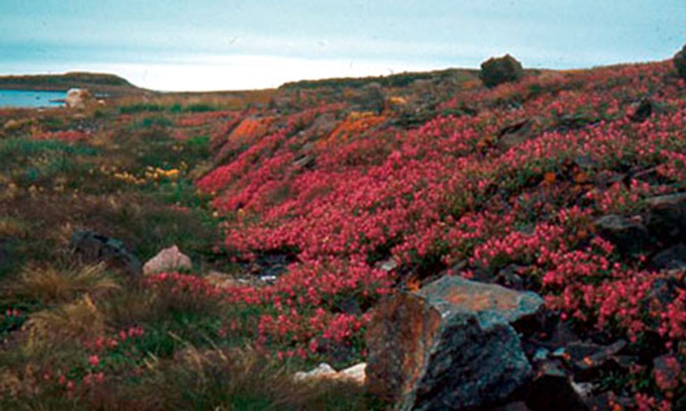 87-000-nasa-images-show-a-greening-arctic-ecowatch