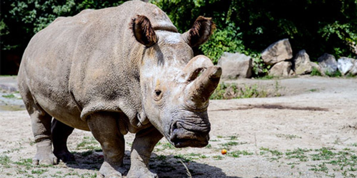 With Only 3 Northern White Rhinos Left in the World, Scientists Are ...