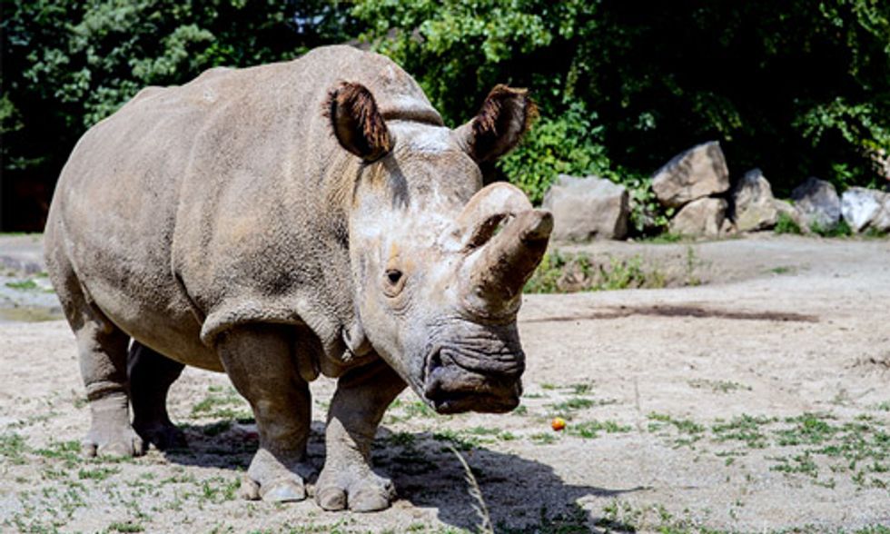 With Only 3 Northern White Rhinos Left in the World, Scientists Are Turning to Stem Cells to Save the Species