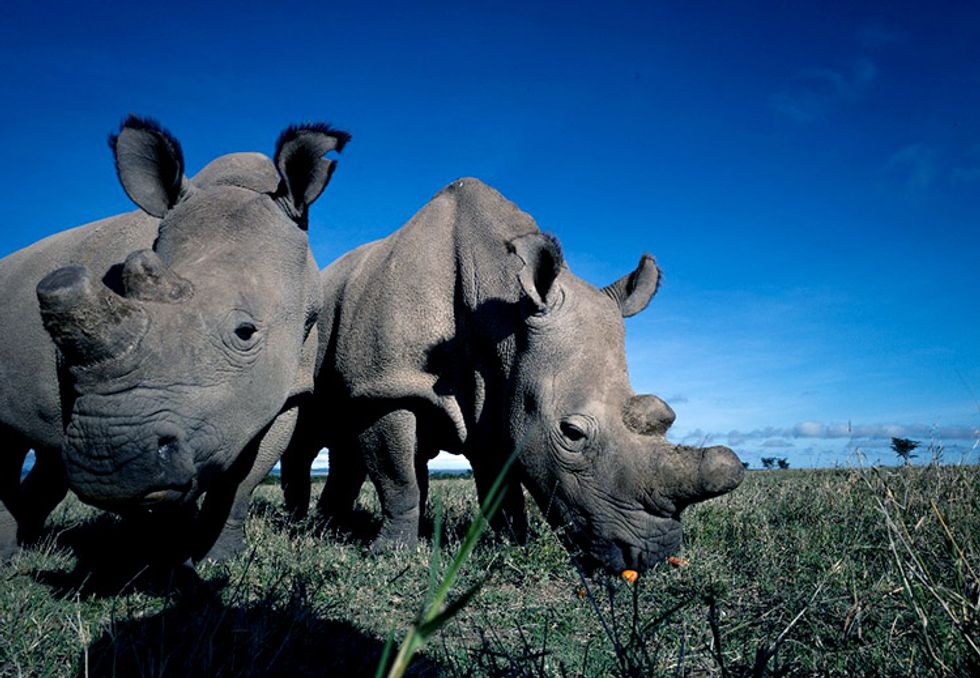 With Only 3 Northern White Rhinos Left in the World, Scientists Are