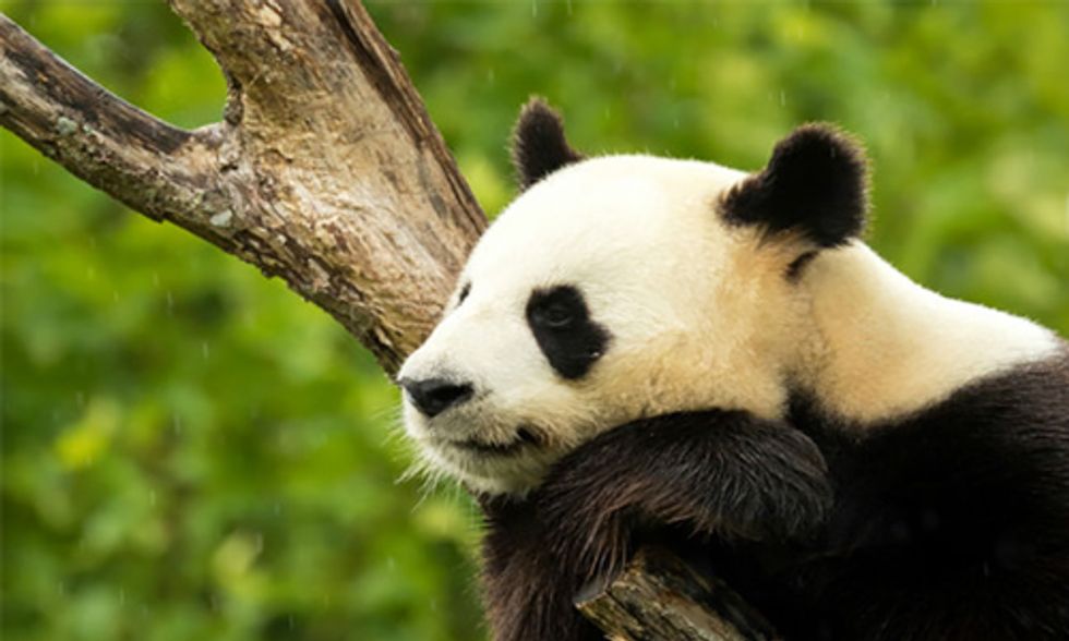 Is it Too Soon to Consider Removing Giant Pandas From the Endangered Species List?