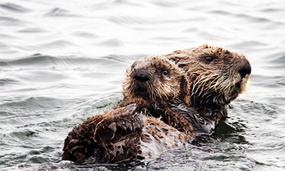 Newborn Sea Otter Reunited With Mom in Sweet and Rare Rescue