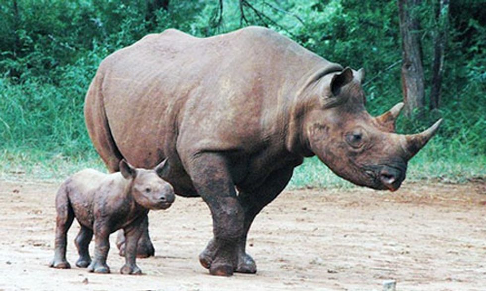 Leonardo DiCaprio, Prince William Celebrate Birth of Two Rare Baby Rhinos