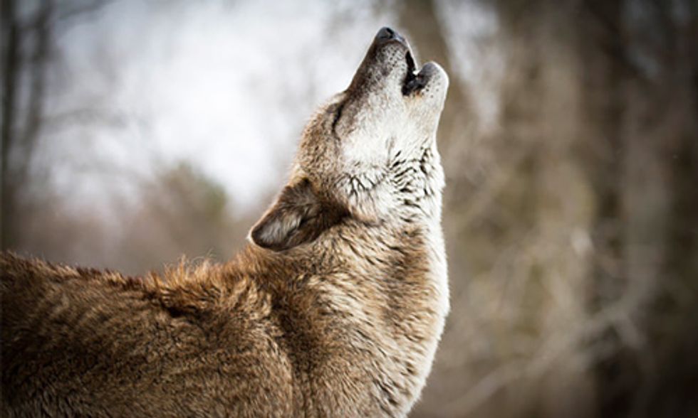Rewilding Our National Parks