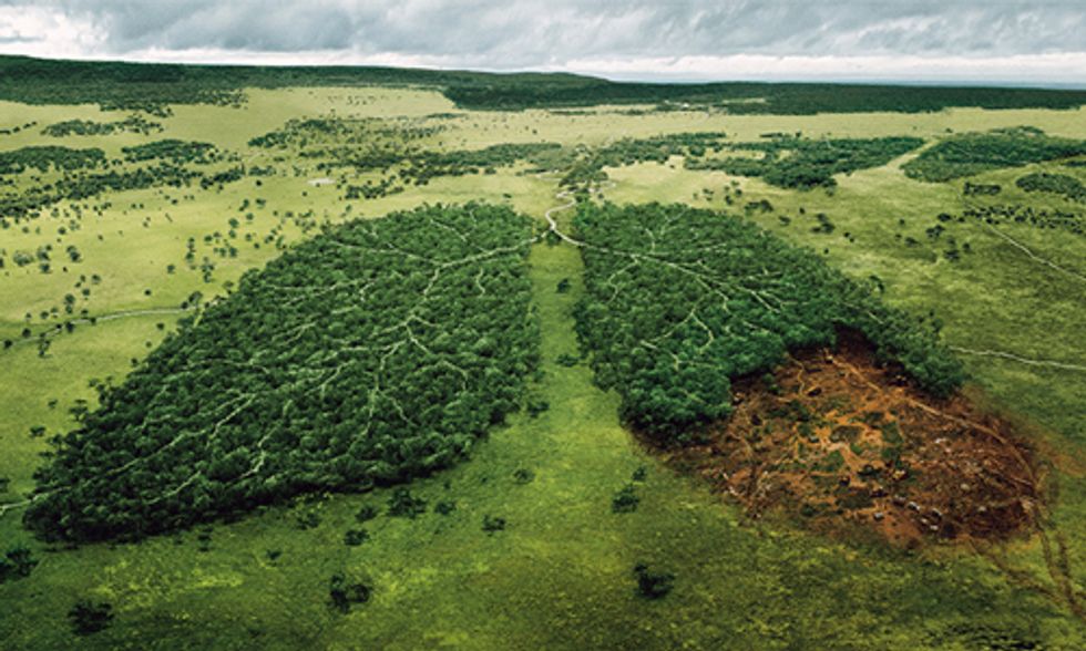 Norway Becomes World’s First Country to Ban Deforestation