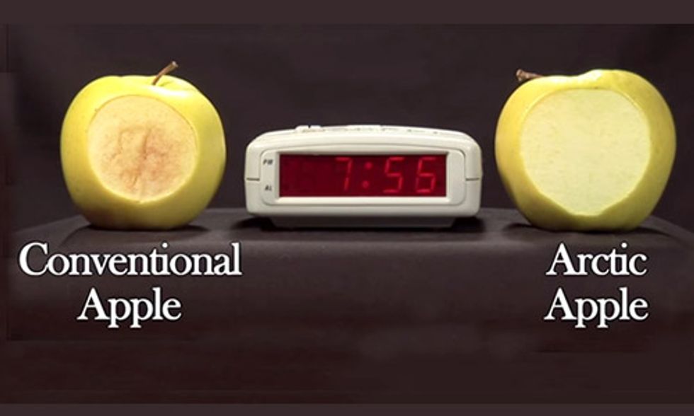 First Commercial Crop of GMO Arctic Apples About to Hit Market