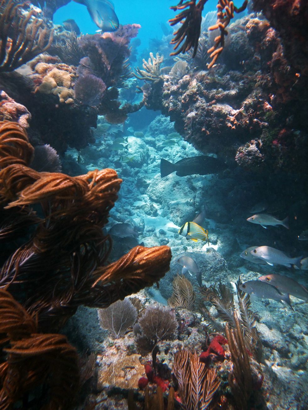 11 Best Snorkeling Spots in America EcoWatch