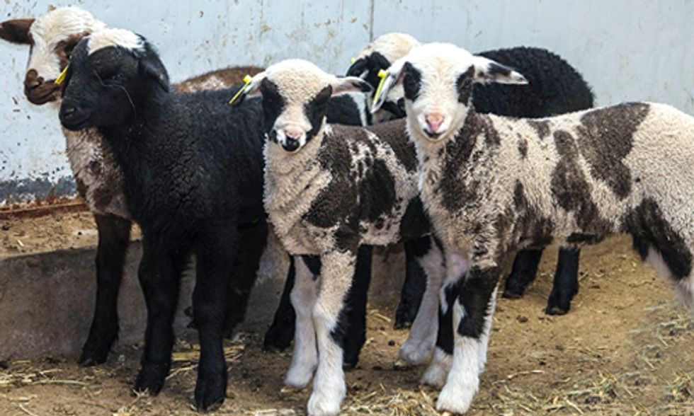 World's First 'Spotty Dog' and Cow-Like Sheep Created Using Gene Editing