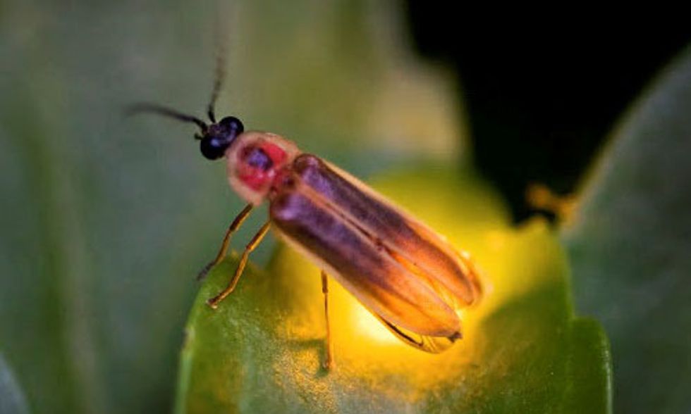 12-fascinating-facts-about-fireflies-ecowatch