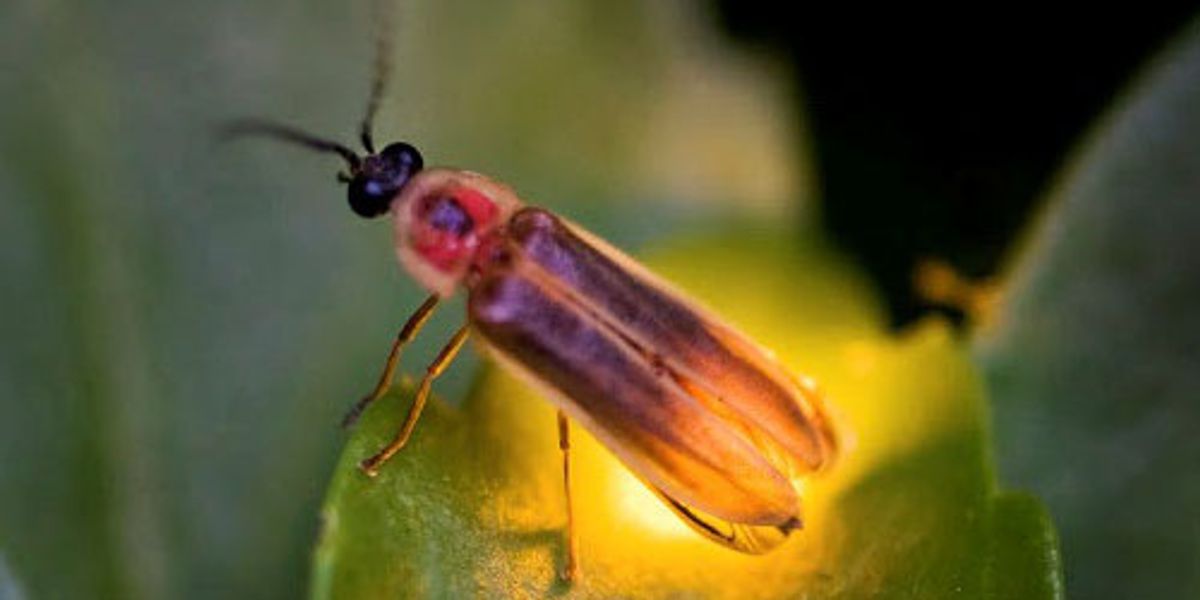 12 Fascinating Facts About Fireflies - EcoWatch