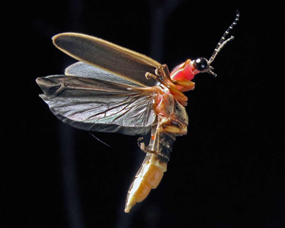 12 Fascinating Facts About Fireflies - EcoWatch