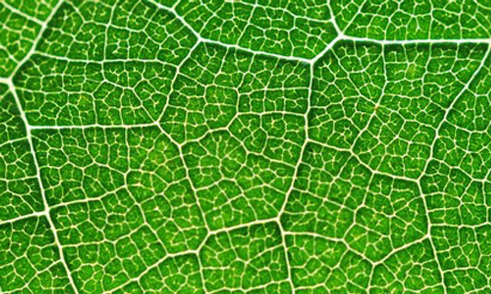 Bionic Leaf Turns Sunlight Into Liquid Fuel 10 Times Faster Than Nature