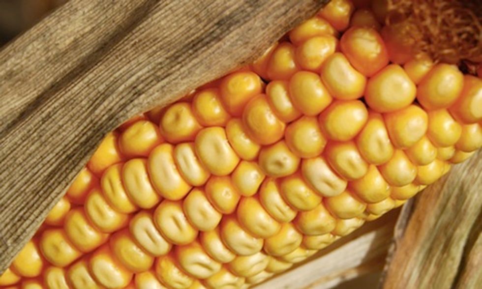 Brazil Won't Buy U.S. GMO Corn, Highlights Worldwide Divide Over GMOs