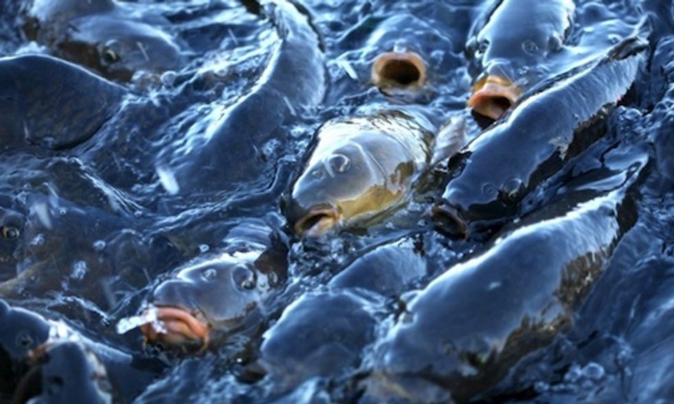 Chile's Salmon Industry Using Record Levels of Antibiotics to Combat Bacterial Outbreak