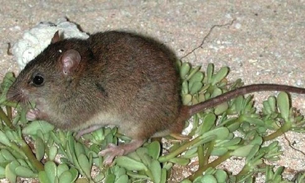 First Mammal Goes Extinct Due to Human-Caused Climate Change