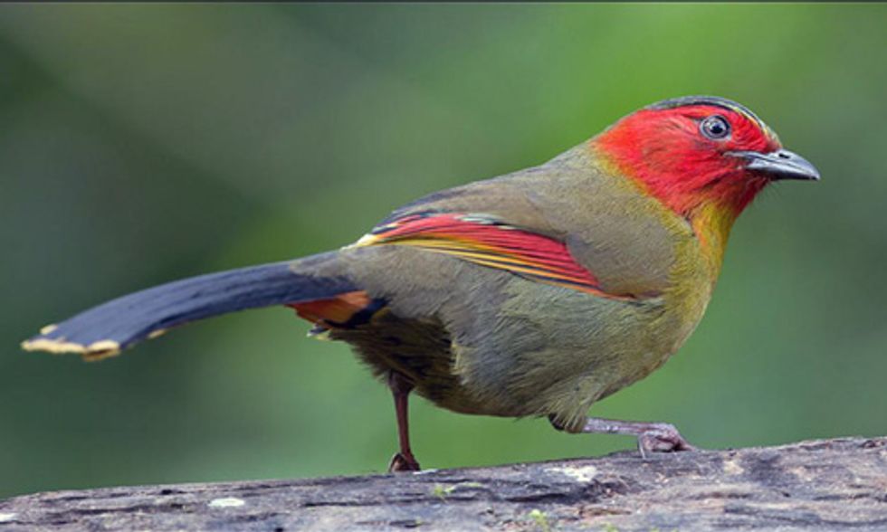 Nepal's Extinct Bird Spotted After Disappearing for 178 Years